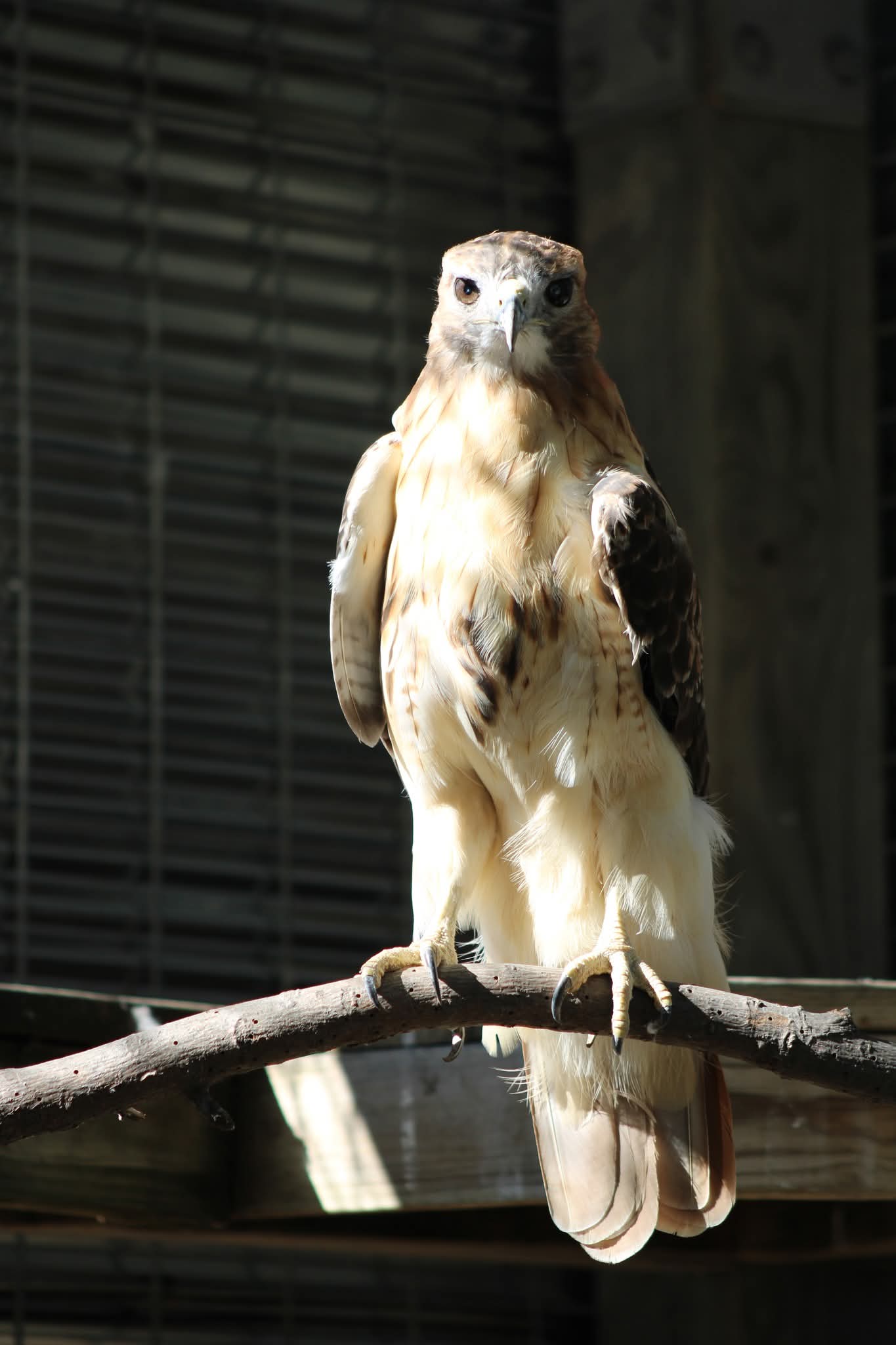 Red-tailed Hawk